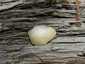 Hamis pöfeteg (Reticularia lycoperdon), Duna-part